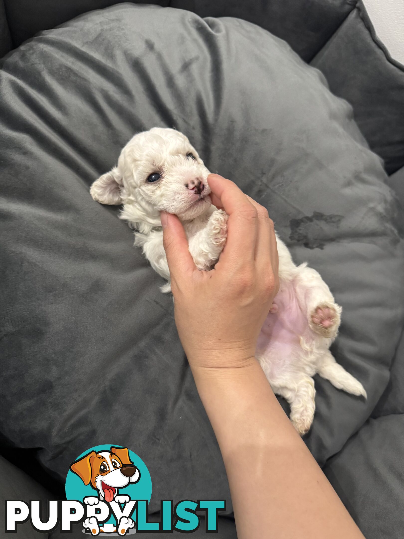 Bichon Frise Puppy