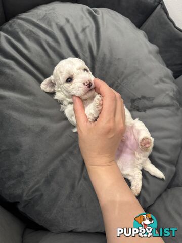 Bichon Frise Puppy