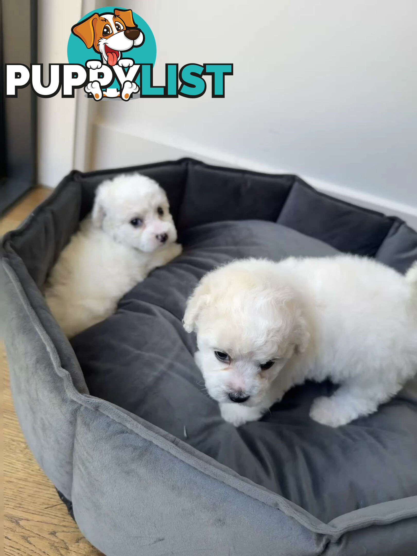 Bichon Frise Puppy