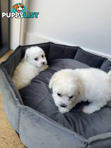 Bichon Frise Puppy