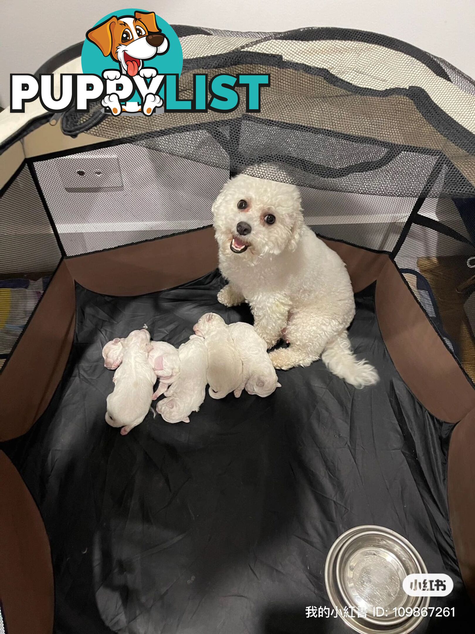 Bichon Frise Puppy