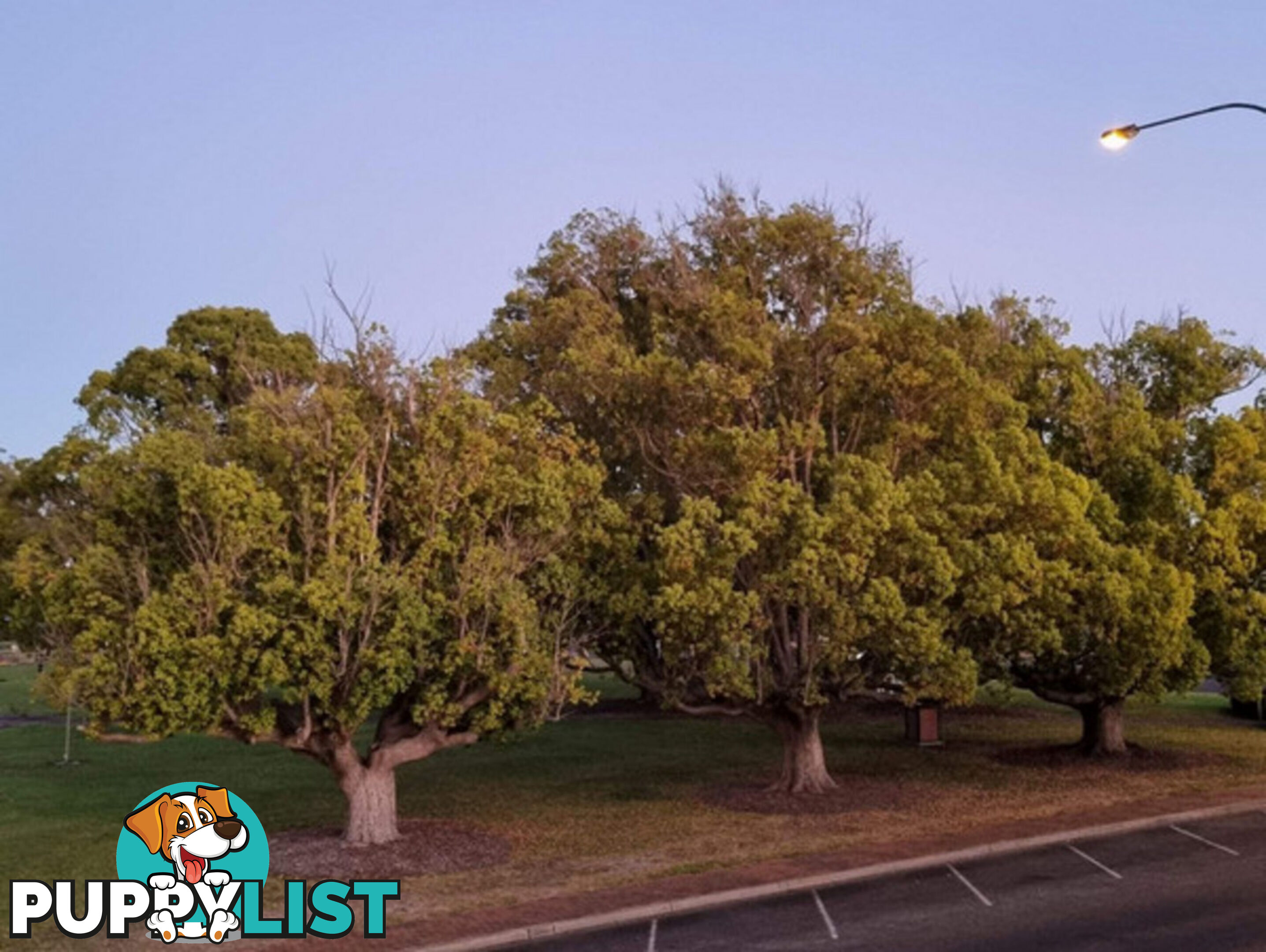 93 Steere Street COLLIE WA 6225