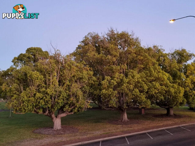 93 Steere Street COLLIE WA 6225