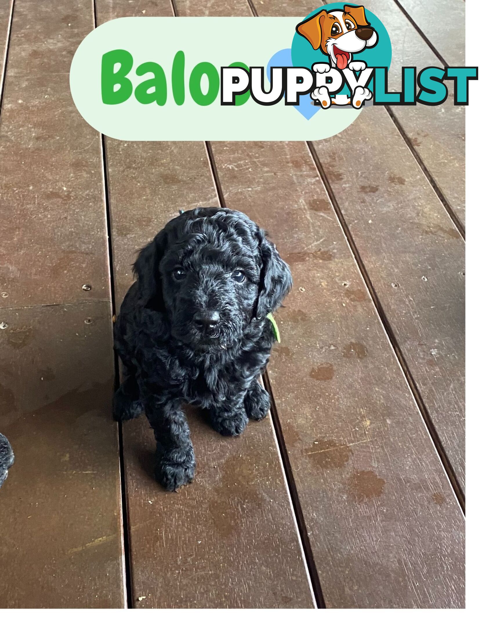 Mini Labradoodles - Maxi Puppy Love!