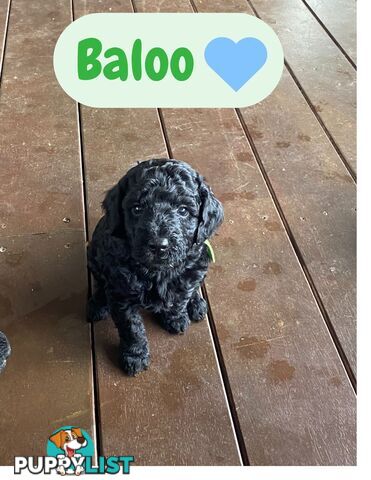 Mini Labradoodles - Maxi Puppy Love!