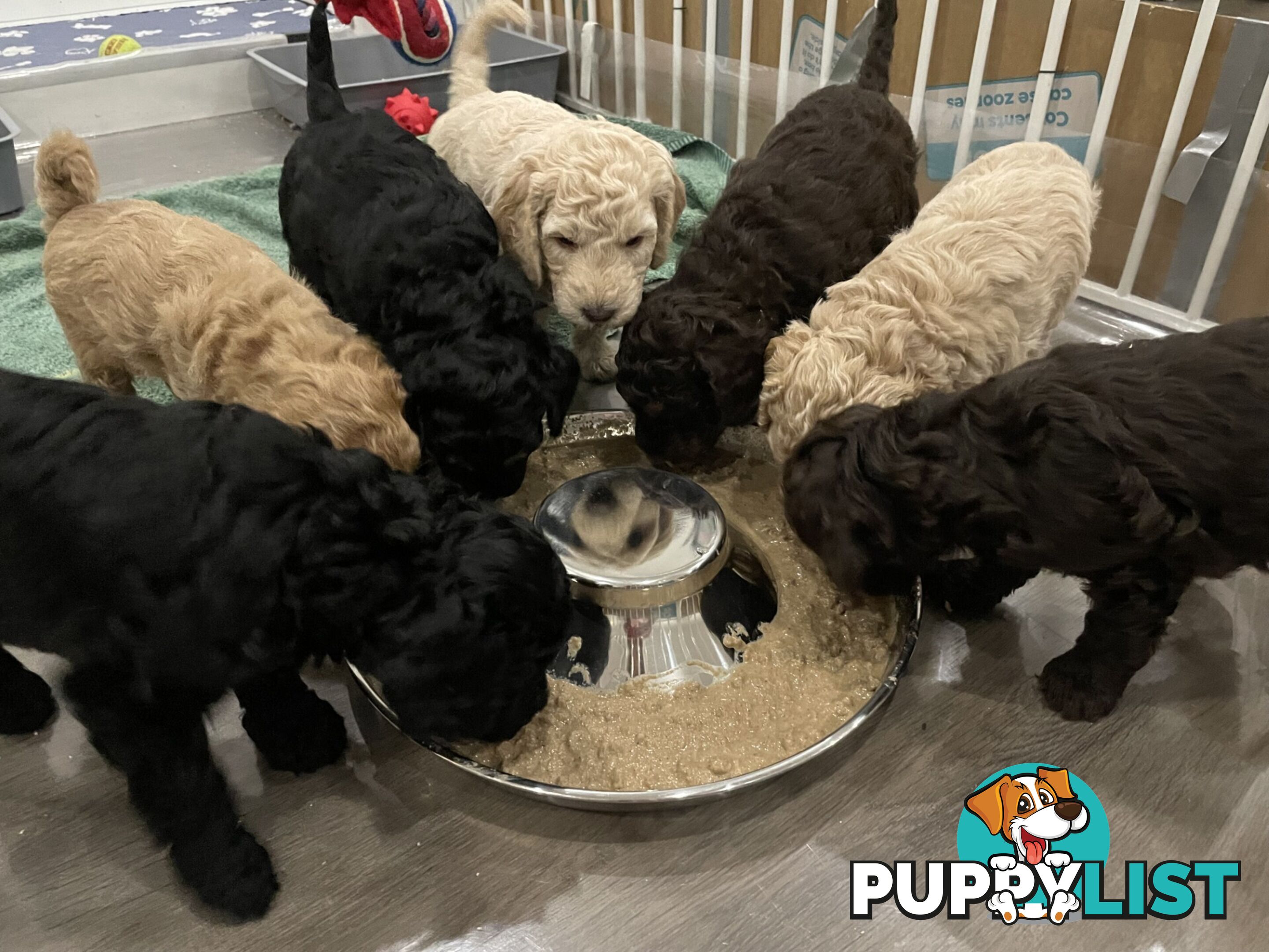 Mini Labradoodles - Maxi Puppy Love!