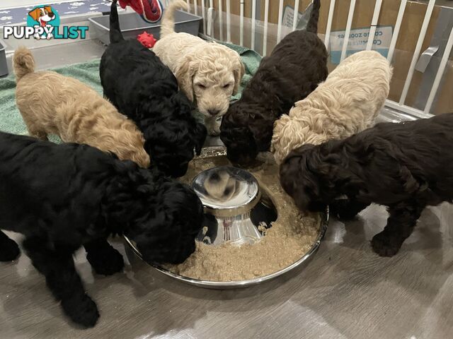 Mini Labradoodles - Maxi Puppy Love!
