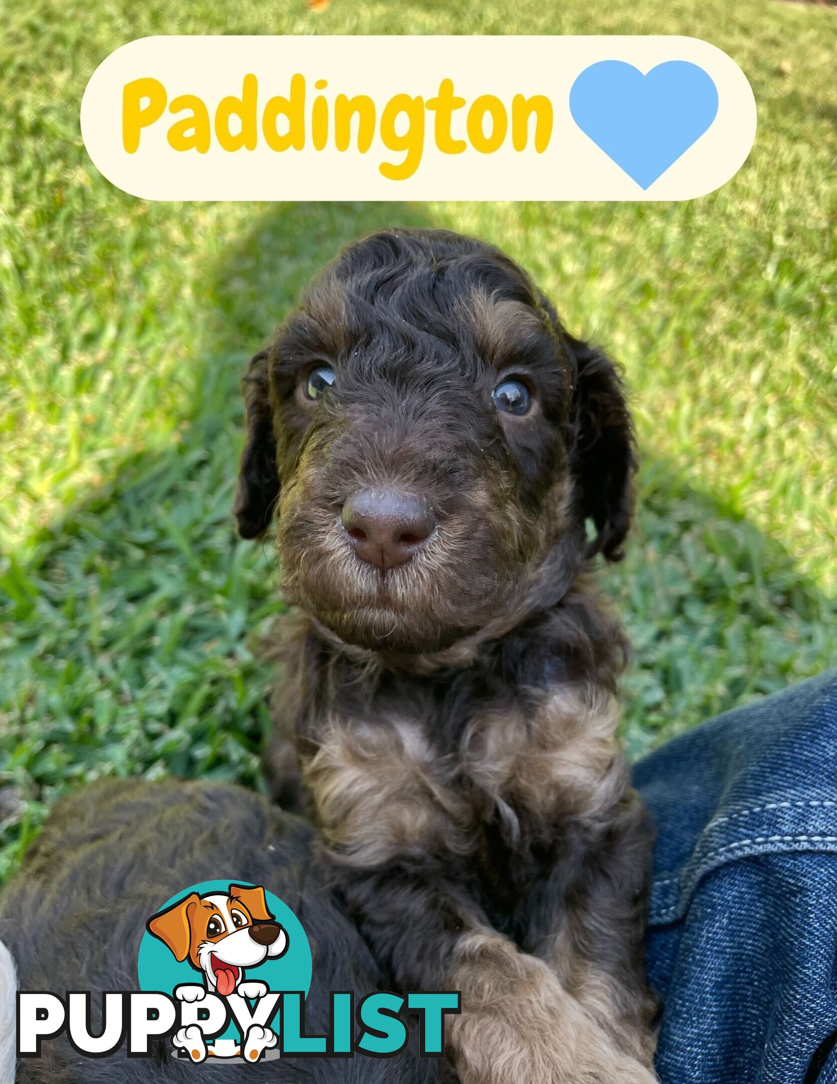 Mini Labradoodles - Maxi Puppy Love!