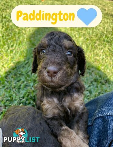 Mini Labradoodles - Maxi Puppy Love!