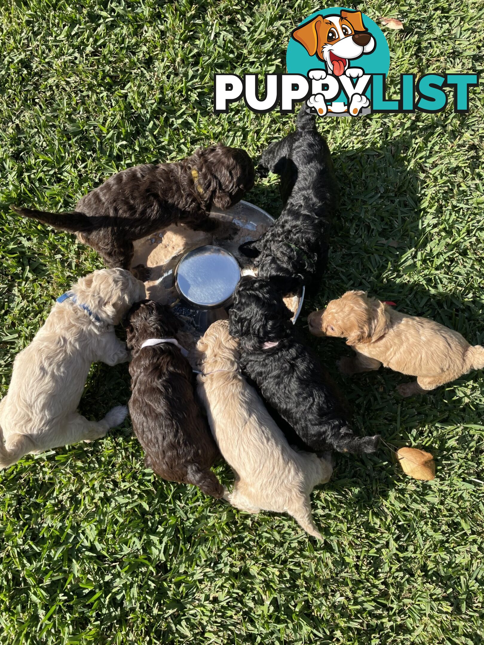 Mini Labradoodles - Maxi Puppy Love!