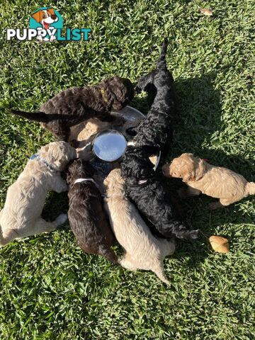 Mini Labradoodles - Maxi Puppy Love!