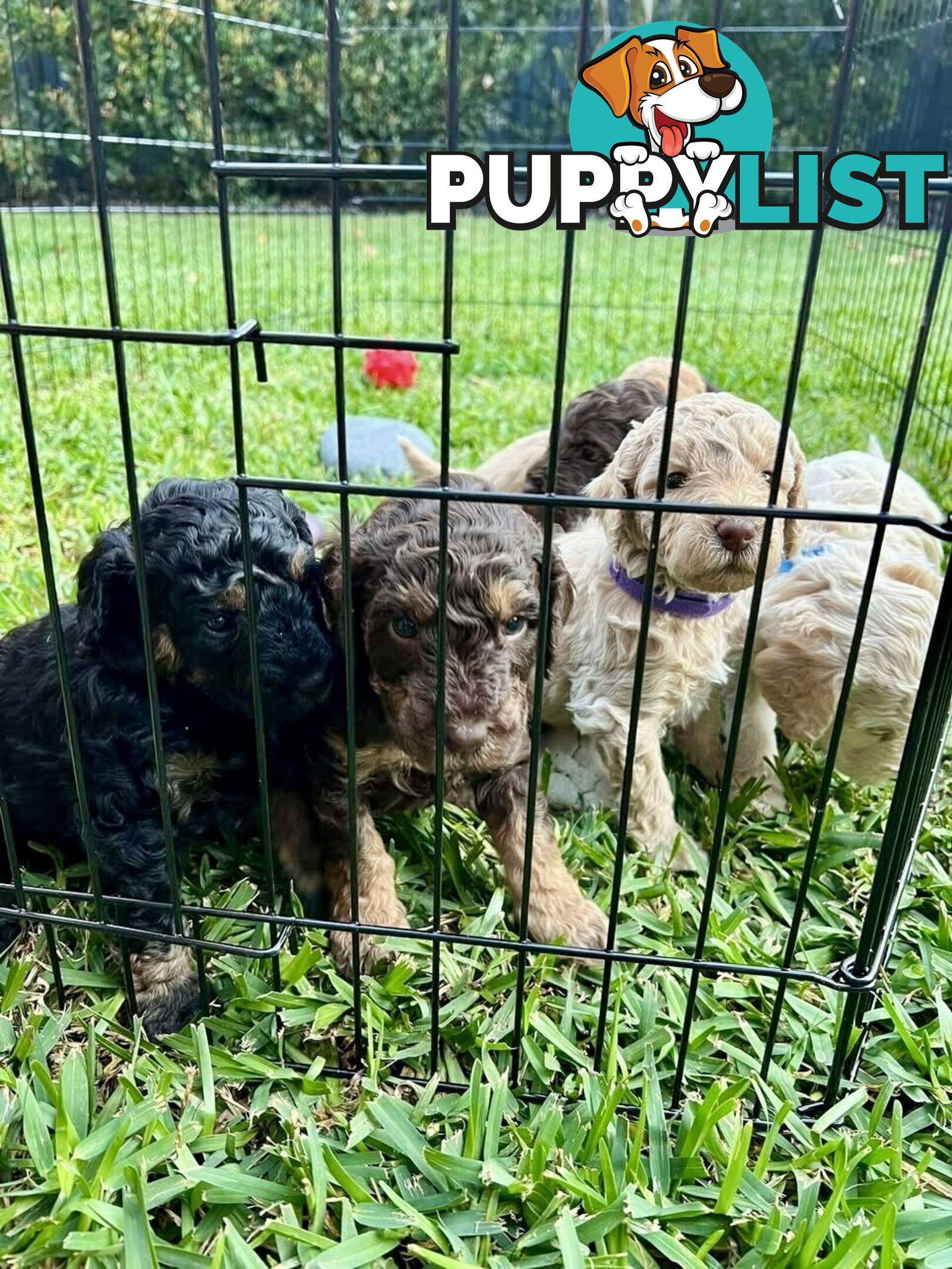 Mini Labradoodles - Maxi Puppy Love!