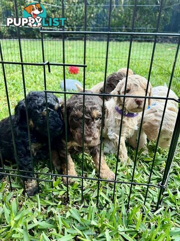Mini Labradoodles - Maxi Puppy Love!