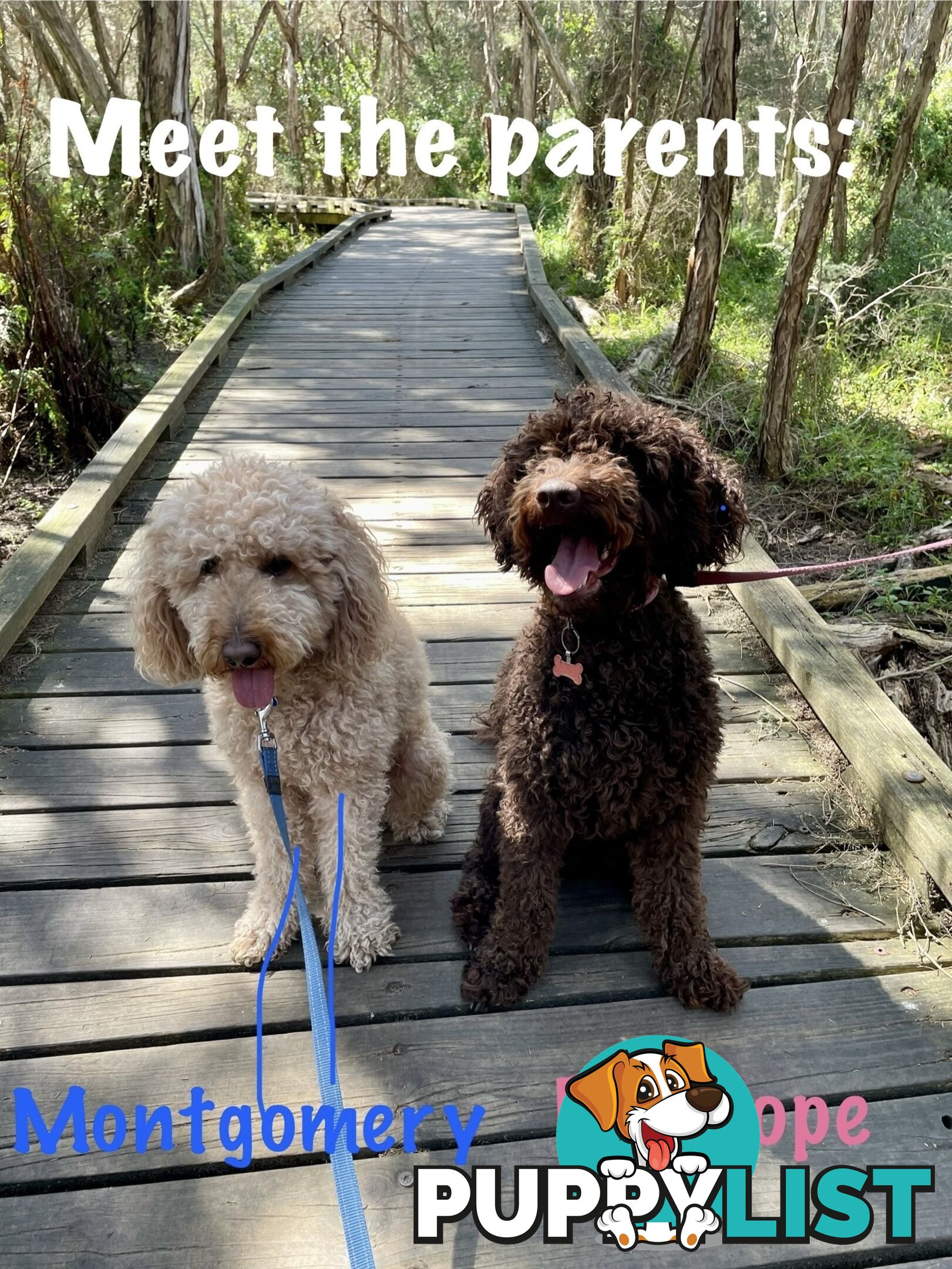 Mini Labradoodles - Maxi Puppy Love!