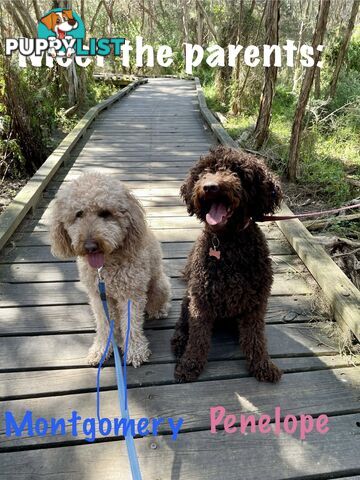 Mini Labradoodles - Maxi Puppy Love!