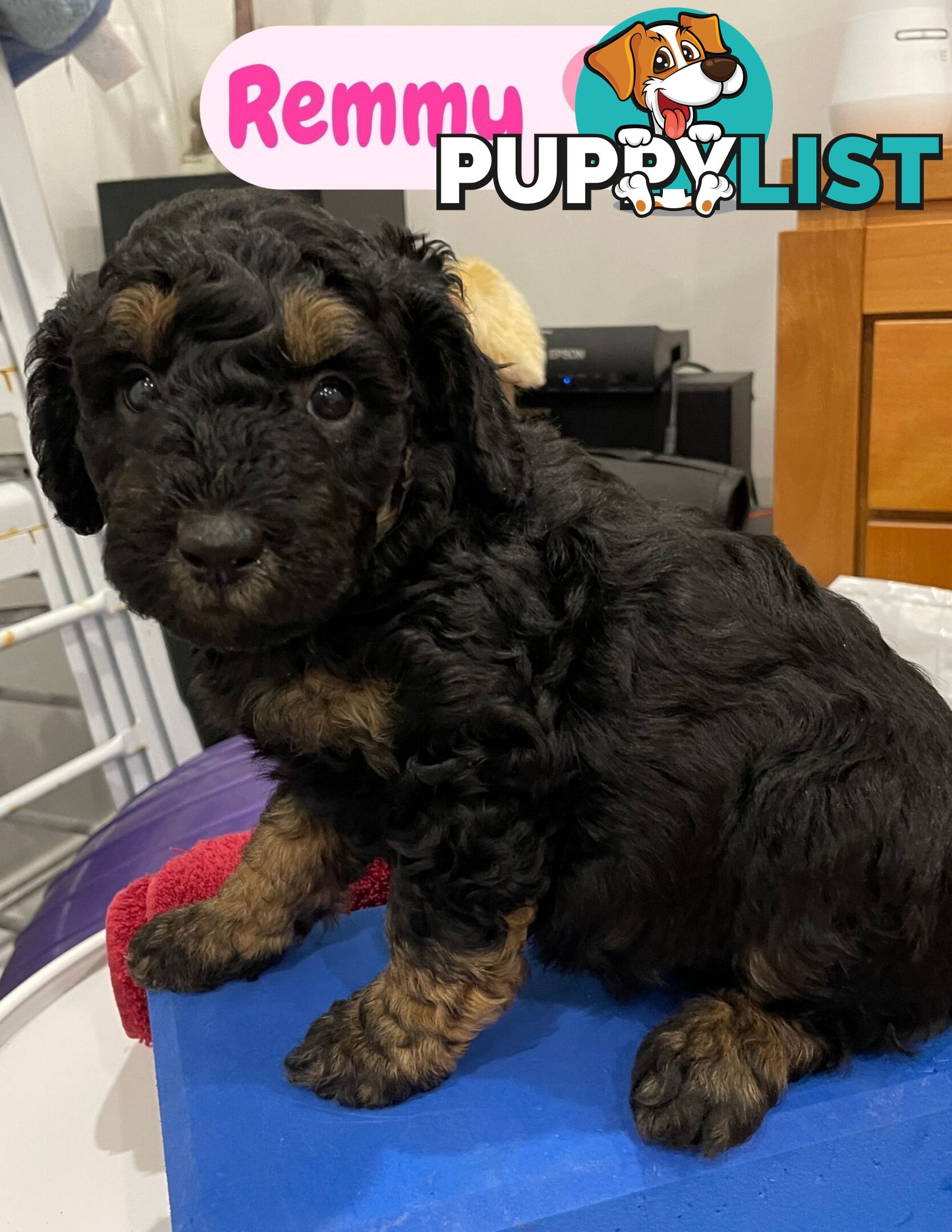 Mini Labradoodles - Maxi Puppy Love!