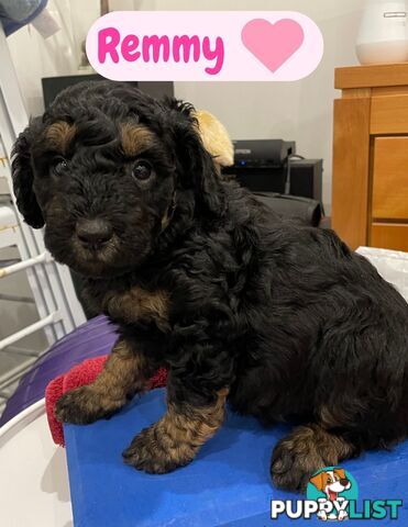 Mini Labradoodles - Maxi Puppy Love!