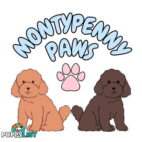 Mini Labradoodles - Maxi Puppy Love!