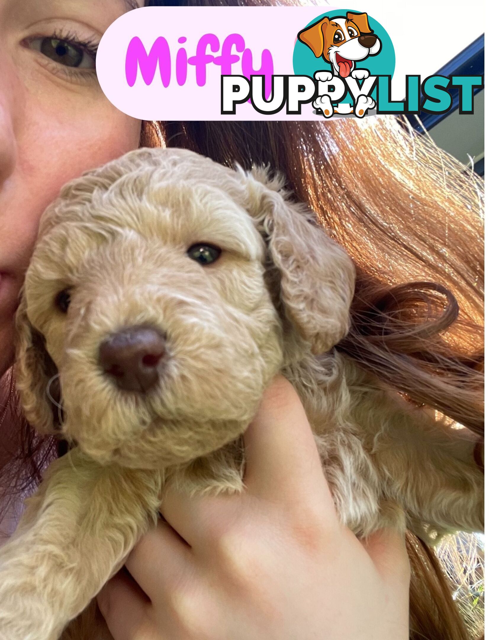 Mini Labradoodles - Maxi Puppy Love!