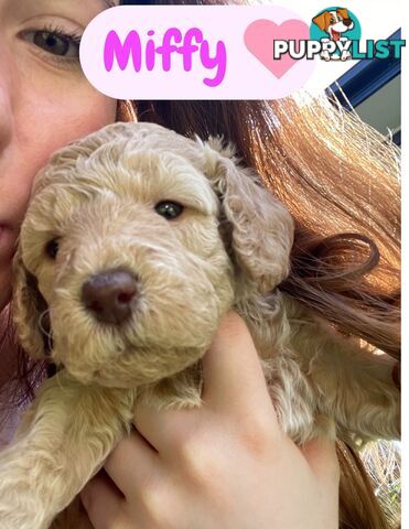 Mini Labradoodles - Maxi Puppy Love!