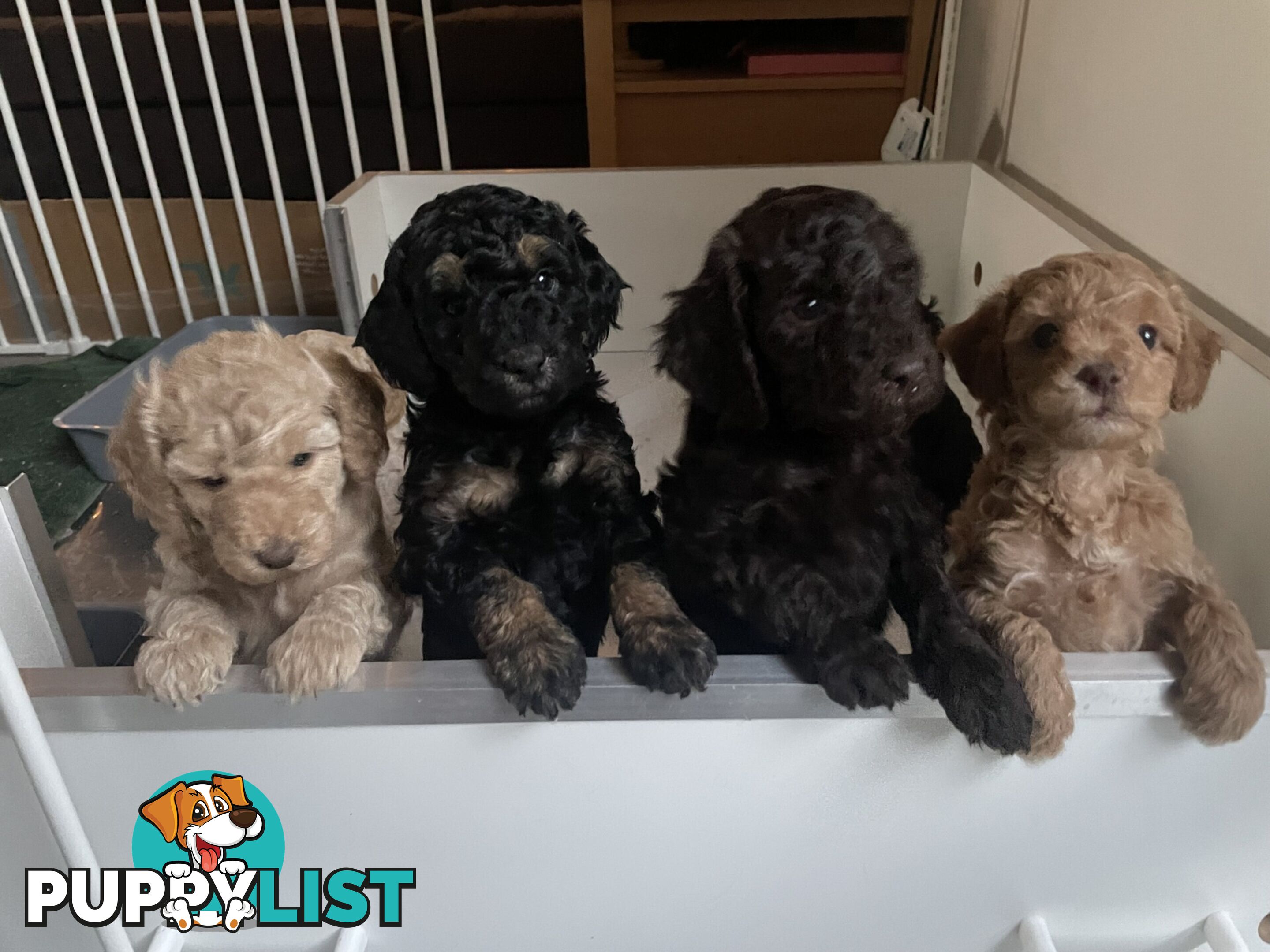 Mini Labradoodles - Maxi Puppy Love!