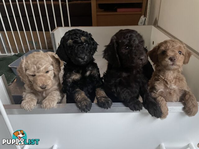Mini Labradoodles - Maxi Puppy Love!