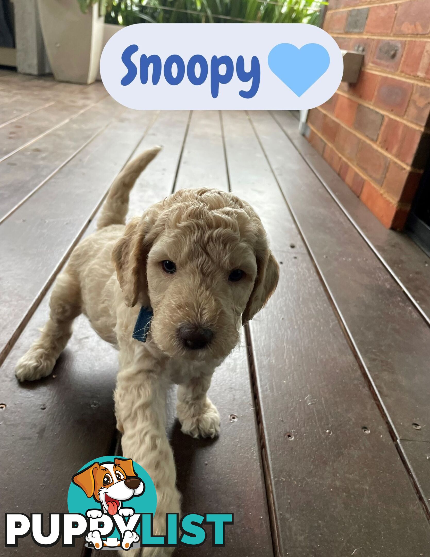 Mini Labradoodles - Maxi Puppy Love!