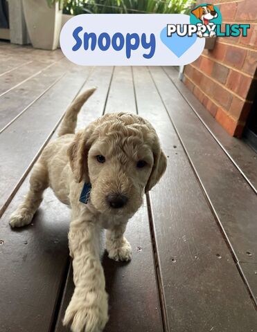 Mini Labradoodles - Maxi Puppy Love!