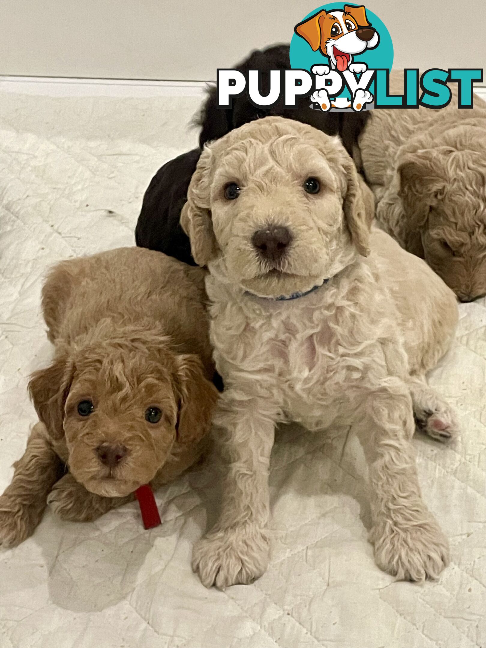 Mini Labradoodles - Maxi Puppy Love!