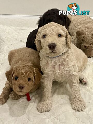 Mini Labradoodles - Maxi Puppy Love!
