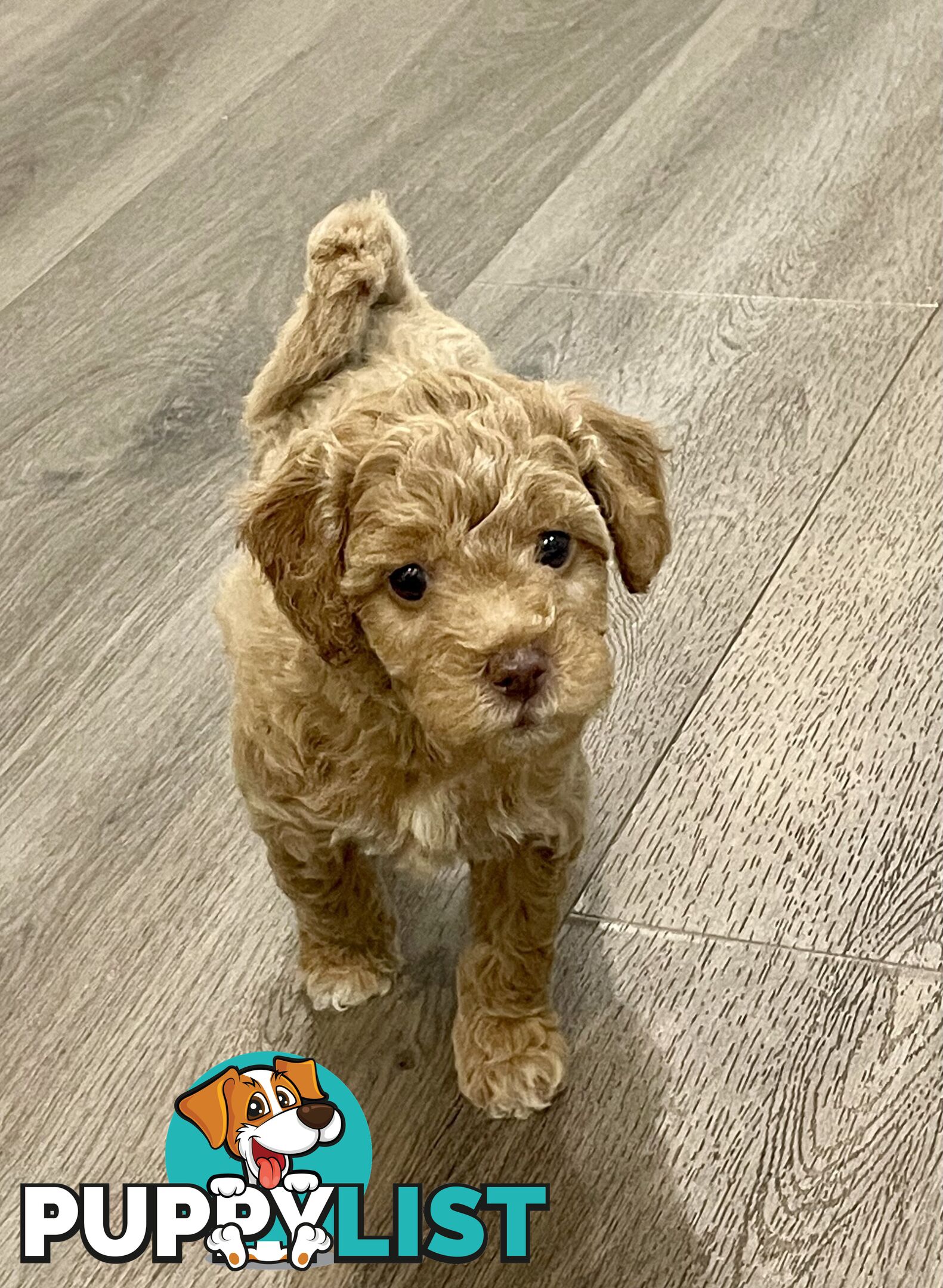 Mini Labradoodles - Maxi Puppy Love!
