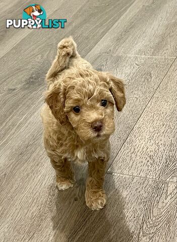 Mini Labradoodles - Maxi Puppy Love!