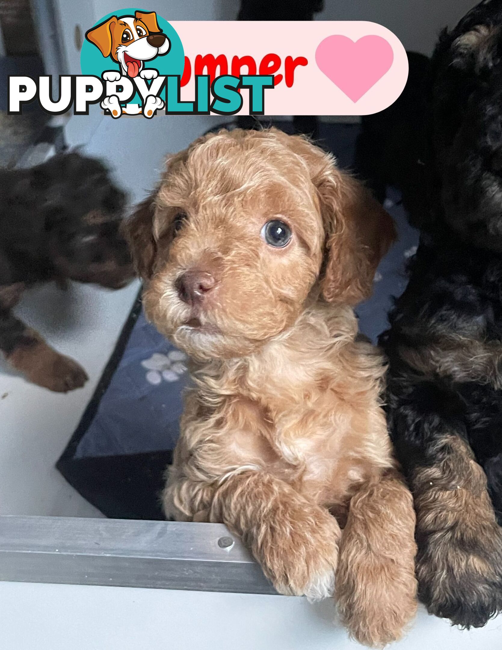 Mini Labradoodles - Maxi Puppy Love!