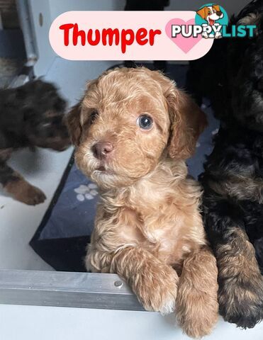 Mini Labradoodles - Maxi Puppy Love!