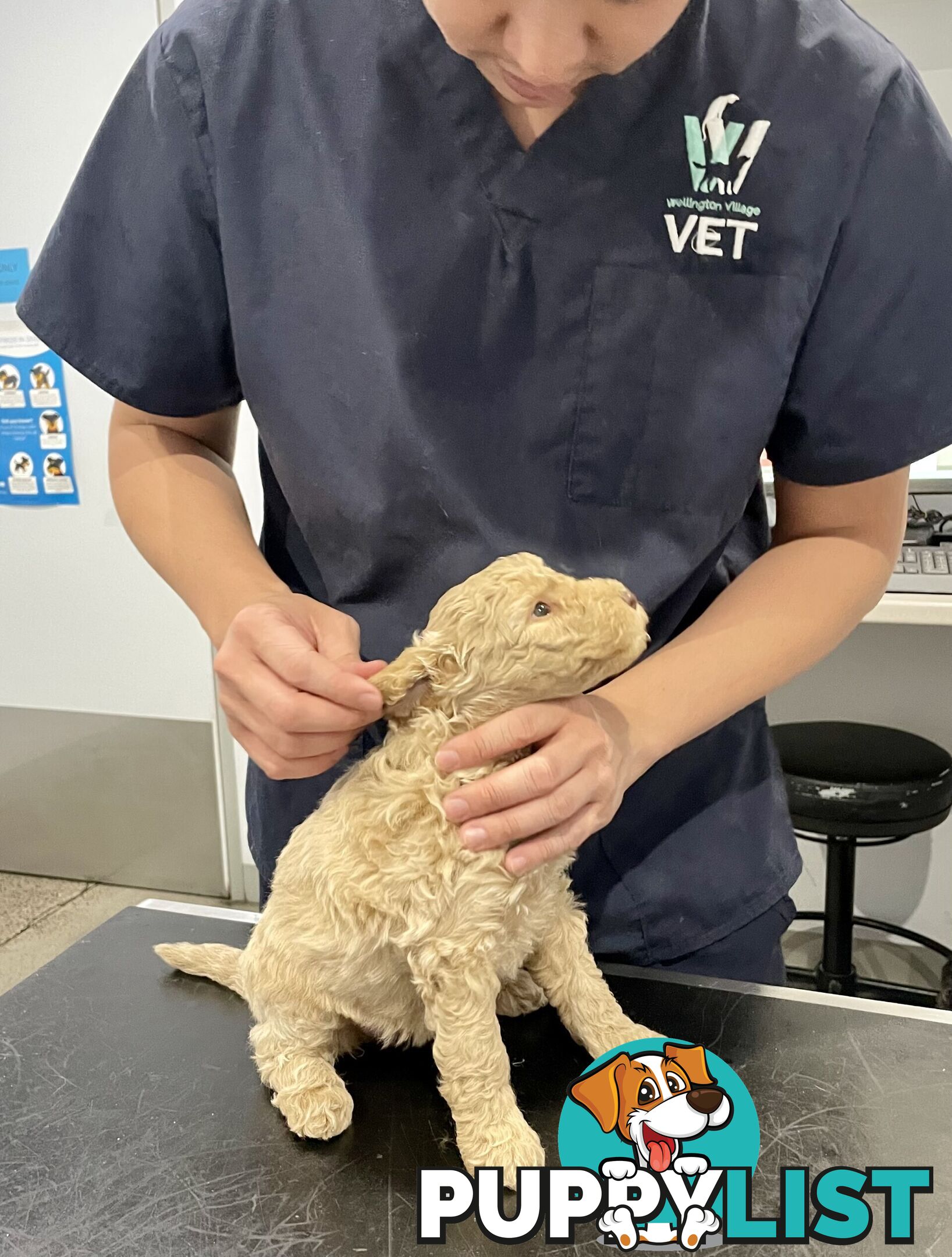 Mini Labradoodles - Maxi Puppy Love!