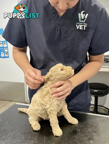 Mini Labradoodles - Maxi Puppy Love!
