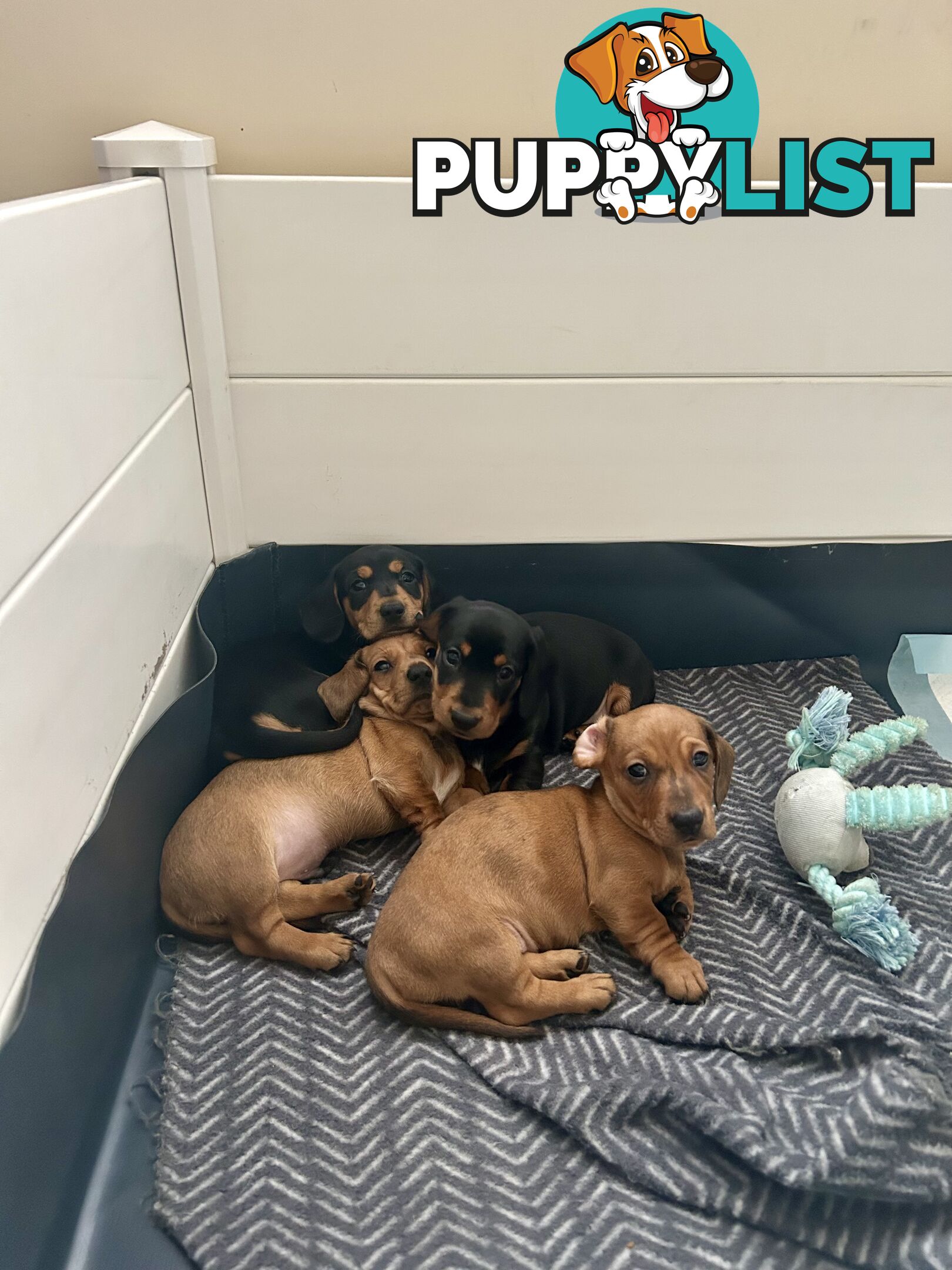 3 Purebred Miniature Dachshunds