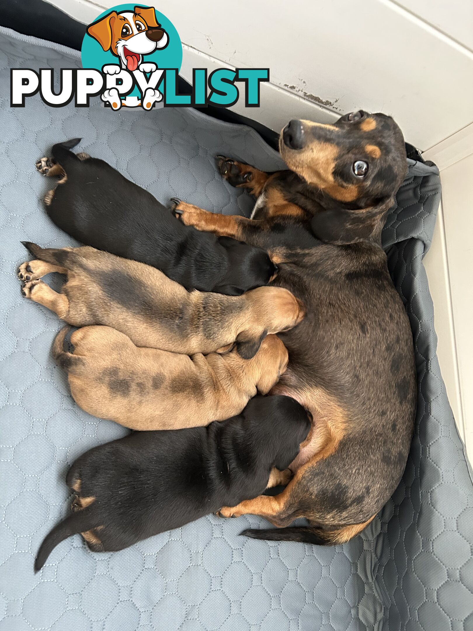 3 Purebred Miniature Dachshunds