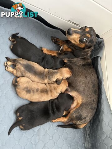 3 Purebred Miniature Dachshunds