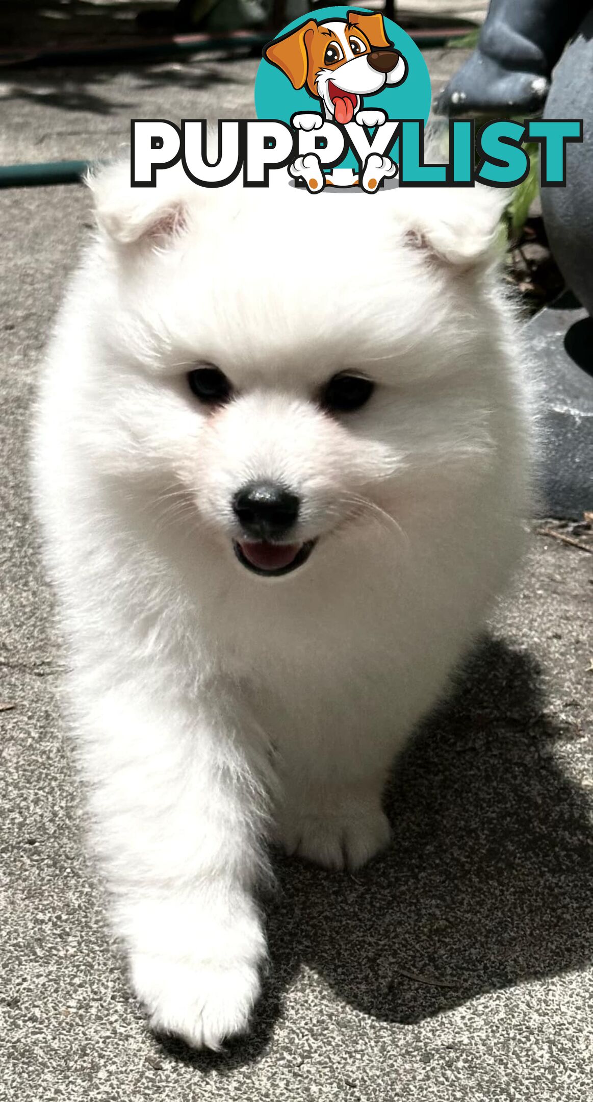 Purebred Japanese Spitz puppies ANKC registered