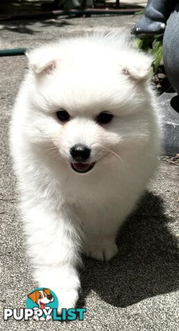 Purebred Japanese Spitz puppies ANKC registered