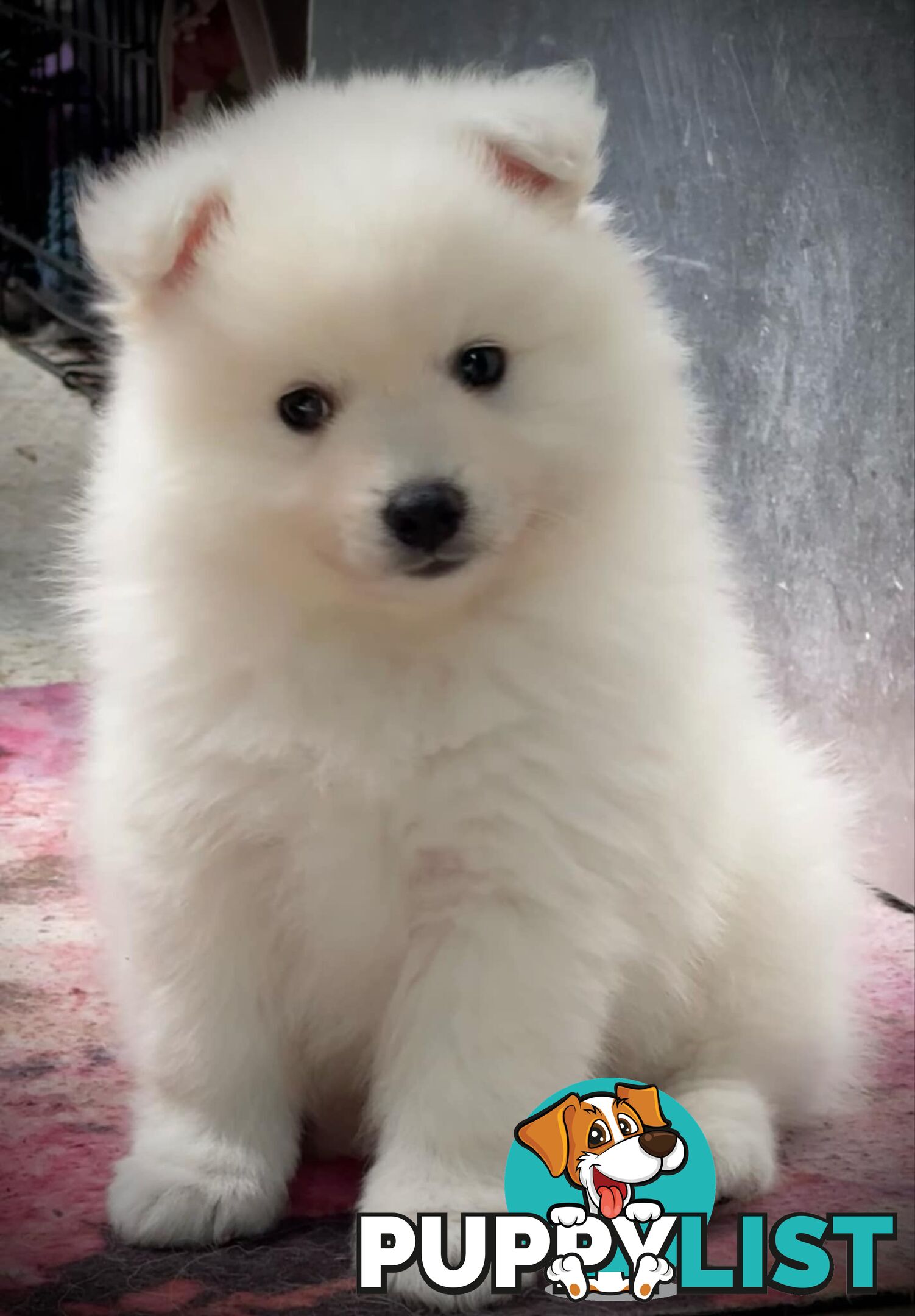 Purebred Japanese Spitz puppies ANKC registered