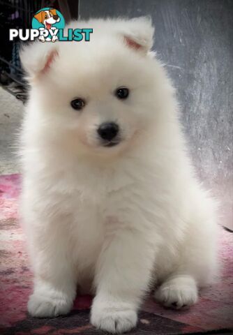 Purebred Japanese Spitz puppies ANKC registered