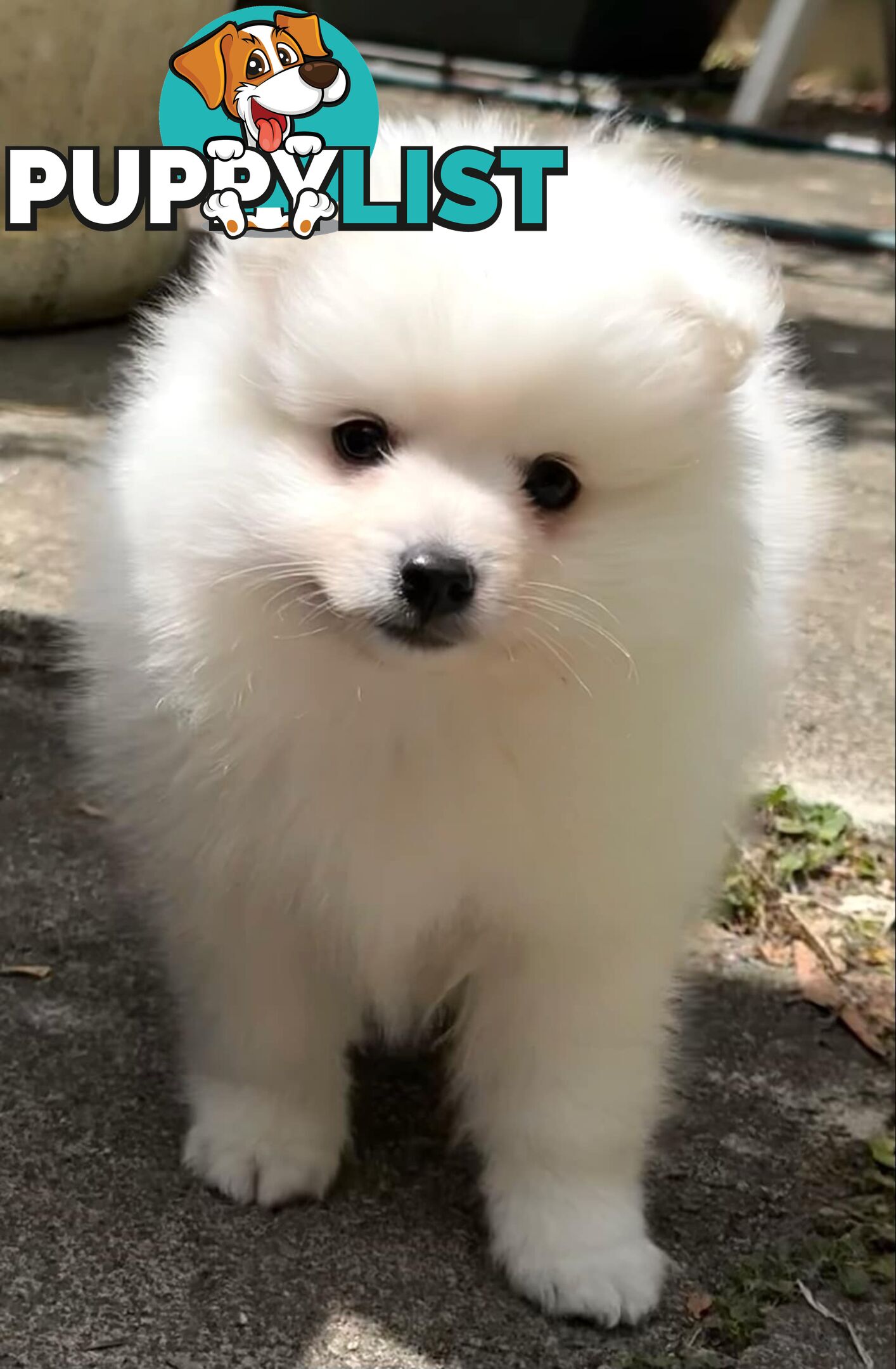 Purebred Japanese Spitz puppies ANKC registered