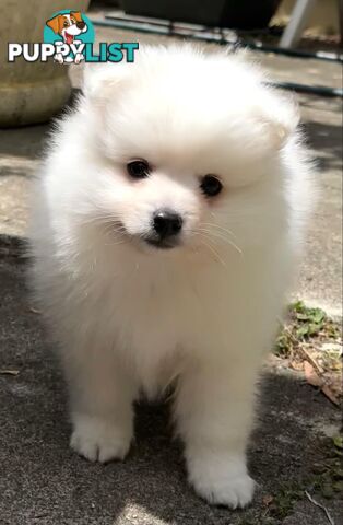 Purebred Japanese Spitz puppies ANKC registered