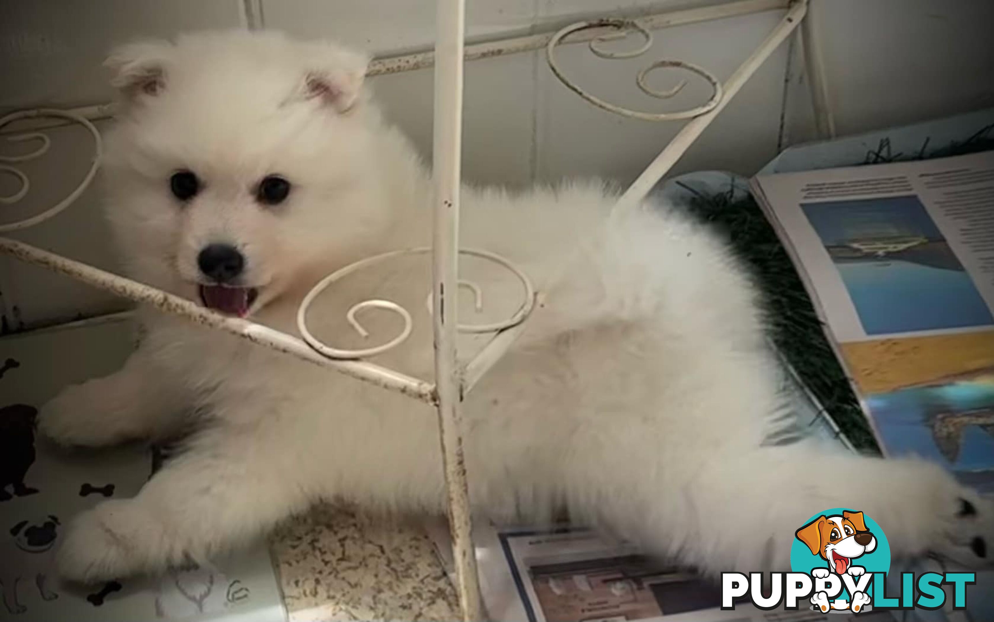 Purebred Japanese Spitz puppies ANKC registered