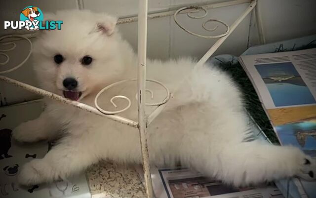 Purebred Japanese Spitz puppies ANKC registered