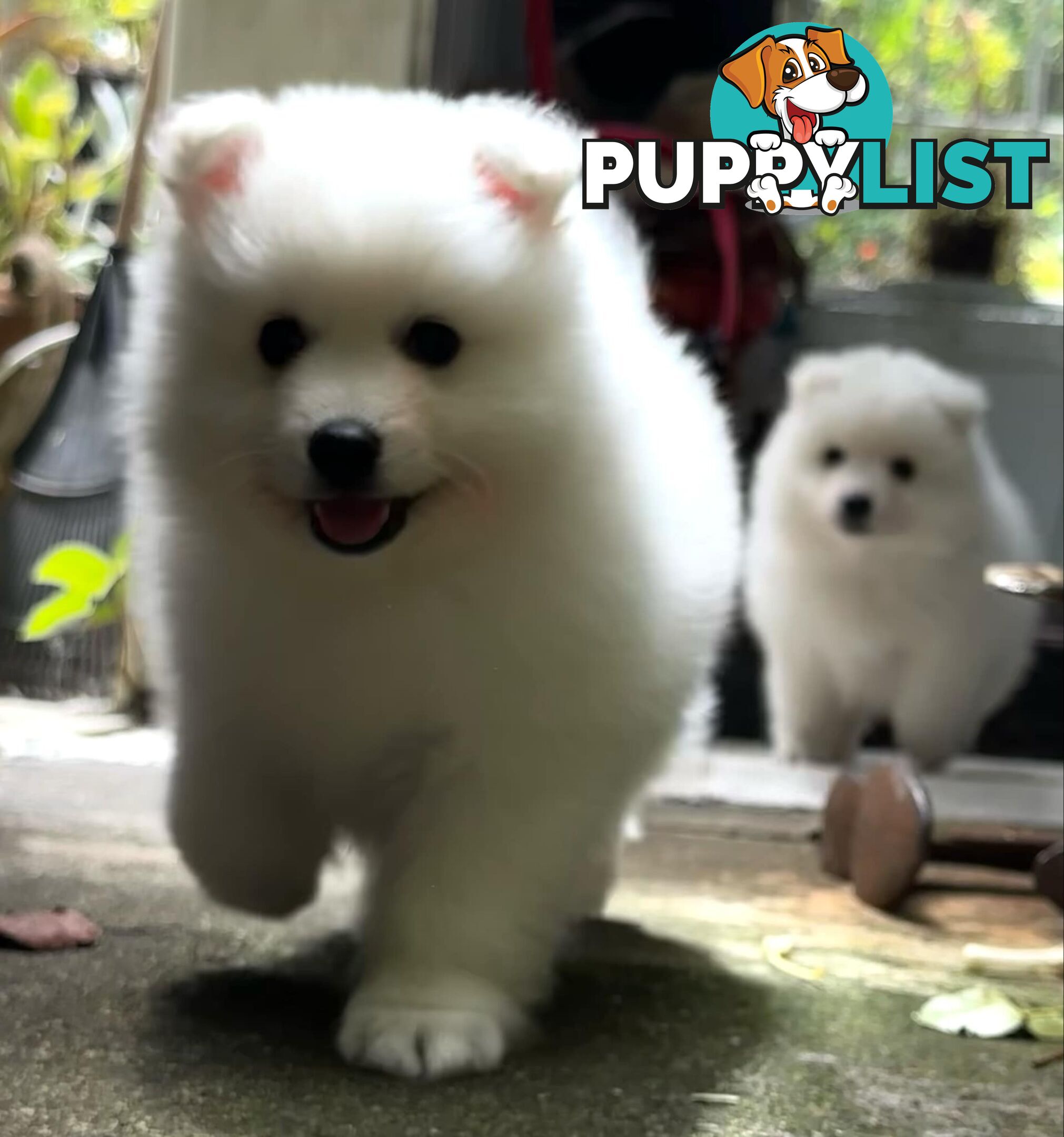 Purebred Japanese Spitz puppies ANKC registered