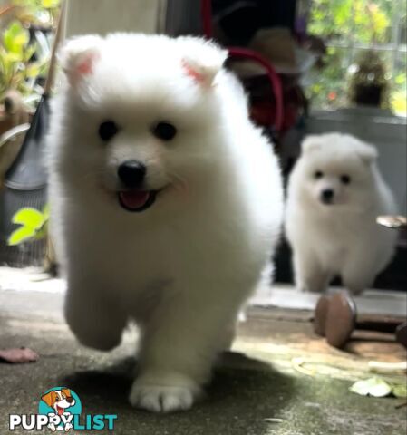 Purebred Japanese Spitz puppies ANKC registered