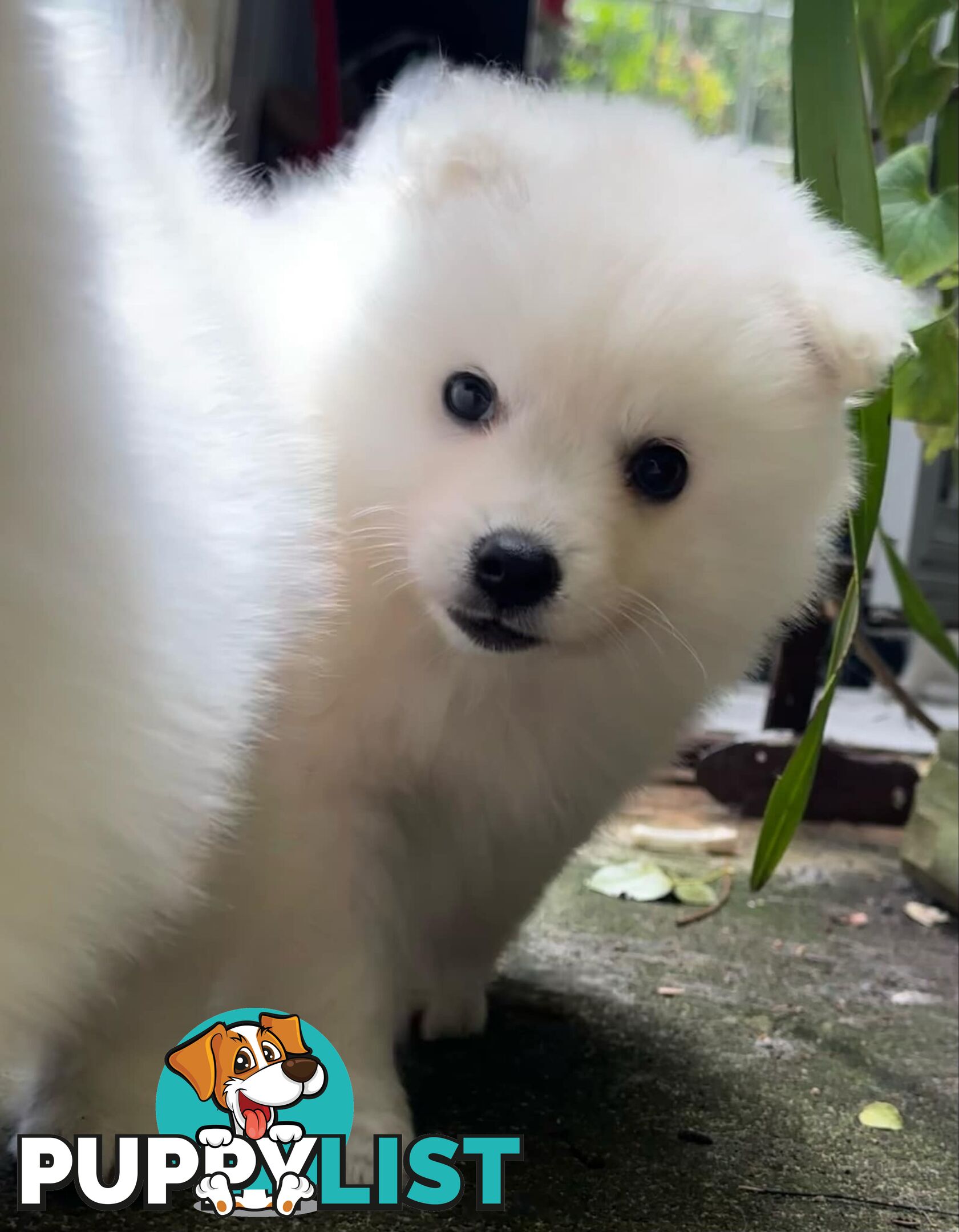 Purebred Japanese Spitz puppies ANKC registered